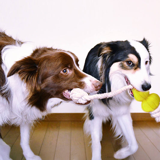 Durable Cotton Rope Interactive Tug Dog Toy