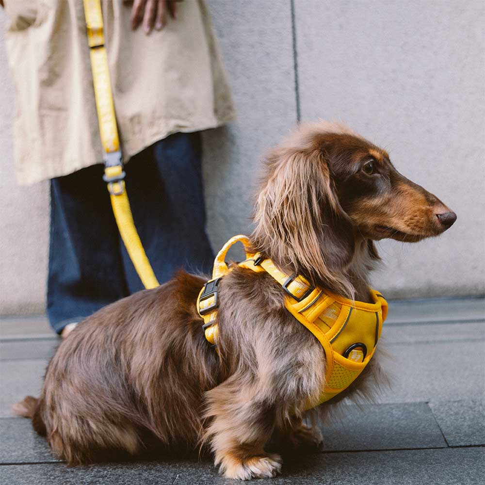 FUNNYFUZZY Reflective Adjustable Outdoor Dog Harness - Flexi Walker