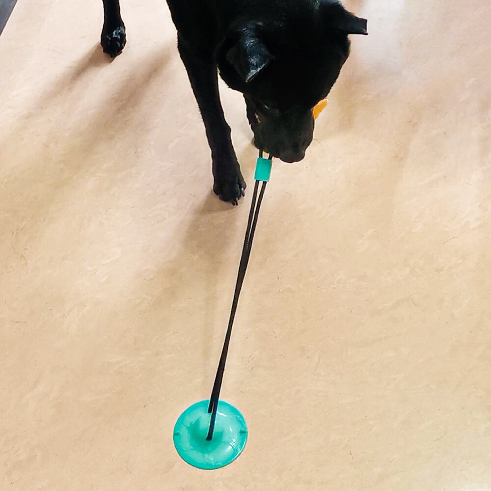 Suction Cup Dog Toy - Mango