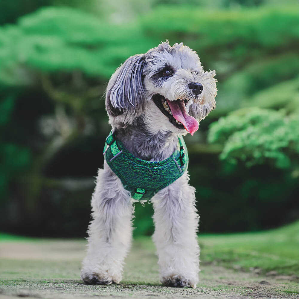 Eco-friendly Recycled Fabric No-Pull Dog Harness and Lead