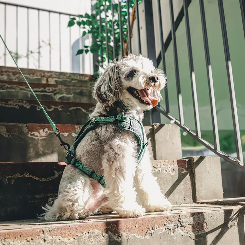 Eco-friendly Recycled Fabric No-Pull Dog Harness and Lead