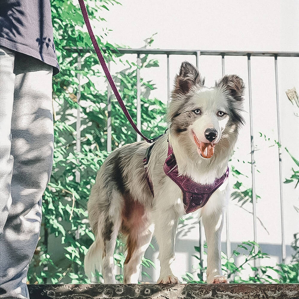 Eco-friendly Recycled Fabric No-Pull Dog Harness and Lead