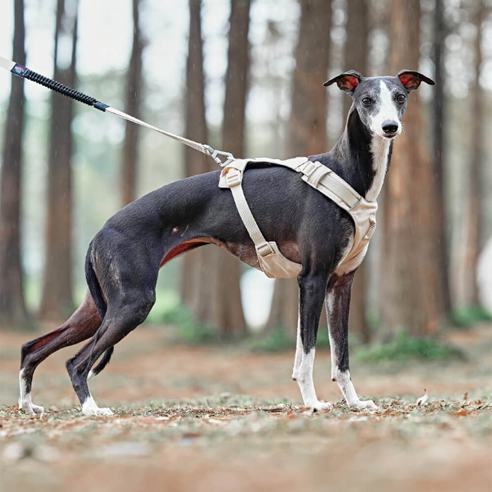 Lightweight Waterproof Breathable Anti-Pull Dog Harness and Multifunctional Lead